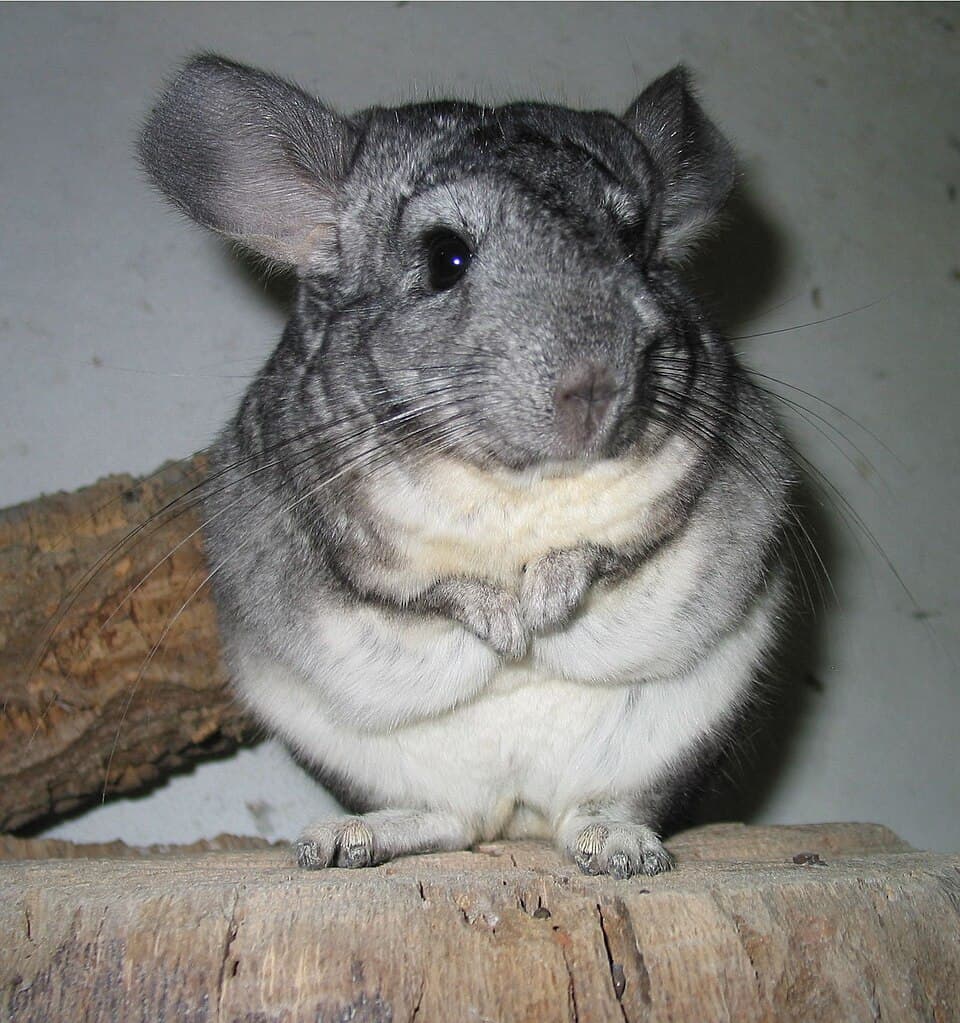 Dusty, a chinchilla available for adoption