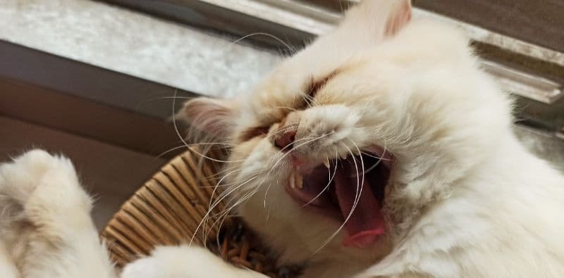 Willow, a calico cat available for adoption