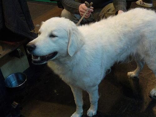 Bear, a terrier mix dog available for adoption