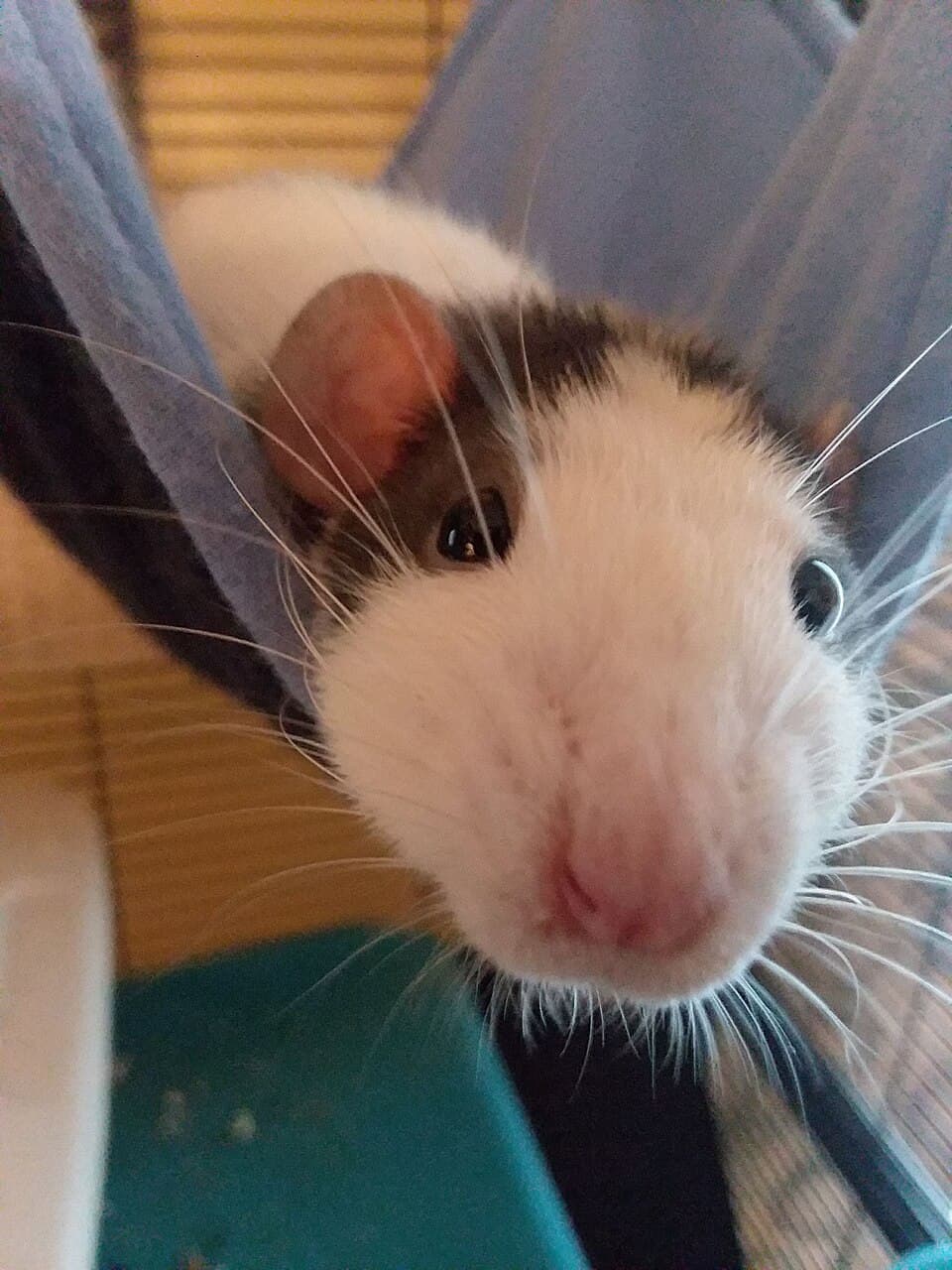 Remy, a fancy rat (pair) available for adoption