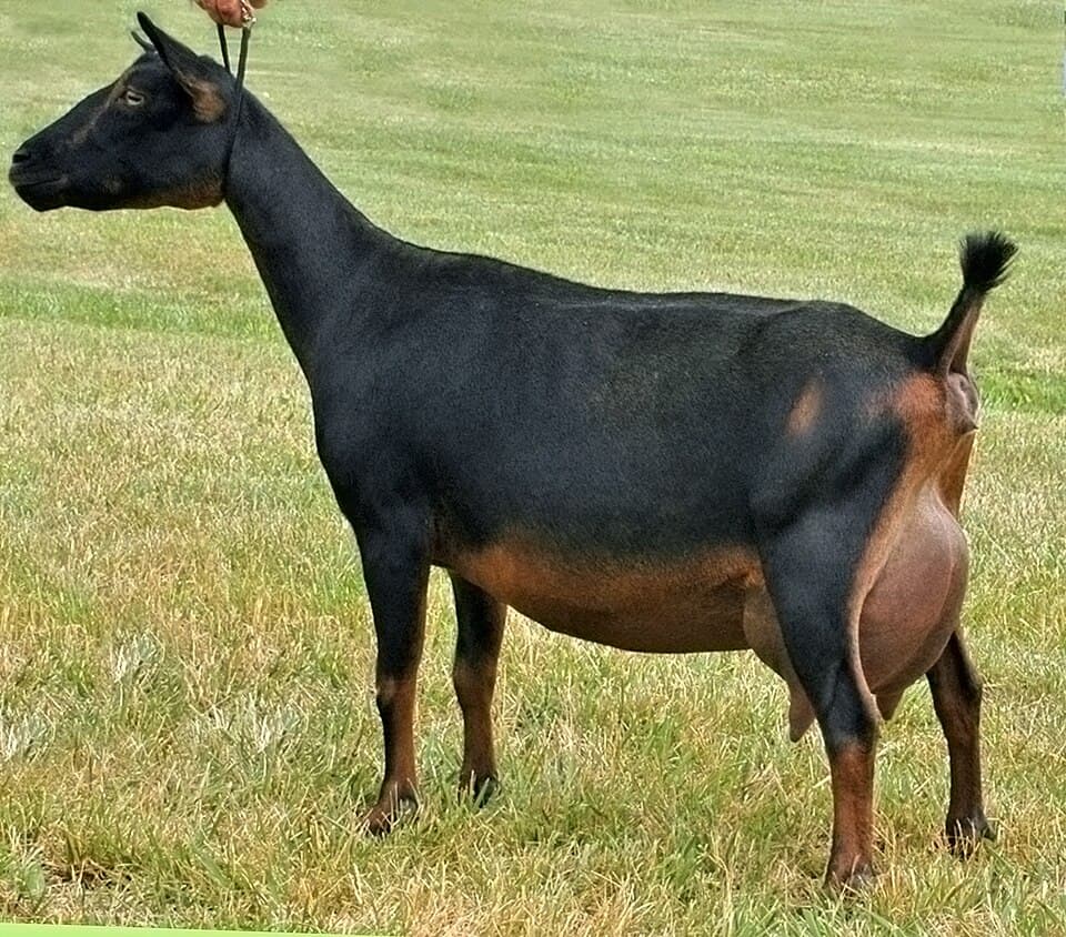 Billy, a nigerian dwarf goat available for adoption