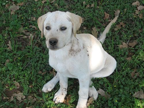 Mango, a tan Labrador mix, sitting in a grassy yard