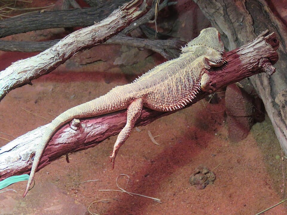 Spike, a bearded dragon available for adoption