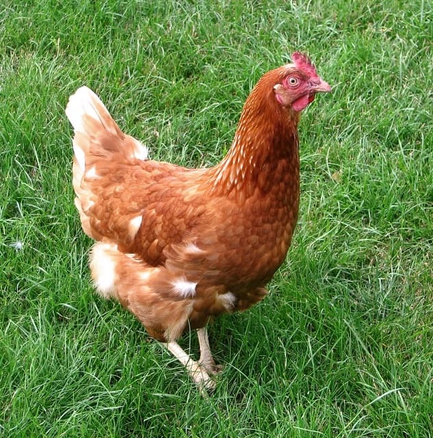Henrietta, a rhode island red hen available for adoption