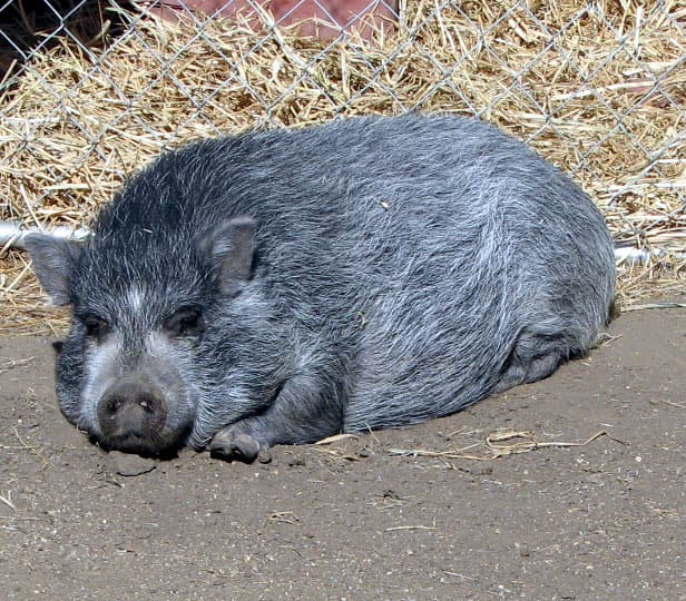 Petunia, a pot-bellied pig available for adoption