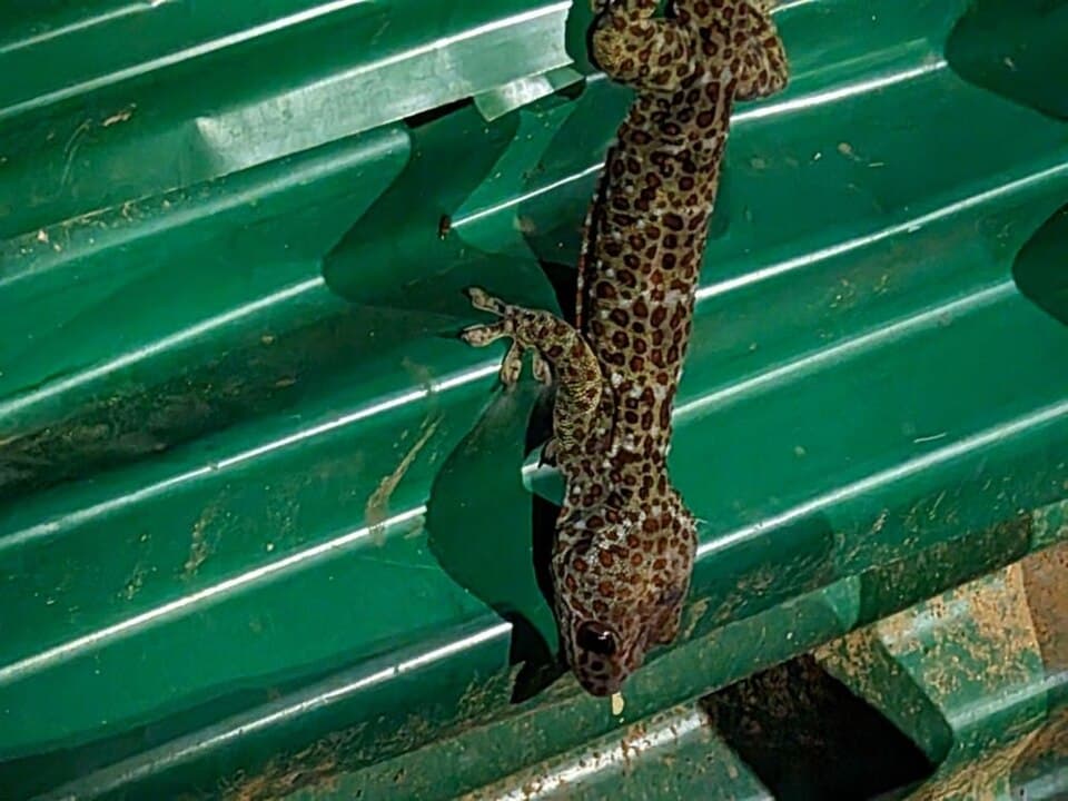 Mango Gecko, a leopard gecko available for adoption