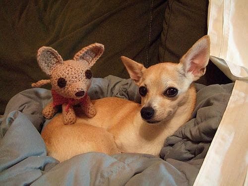 Biscuit, a small senior Chihuahua mix, wearing a blue bandana