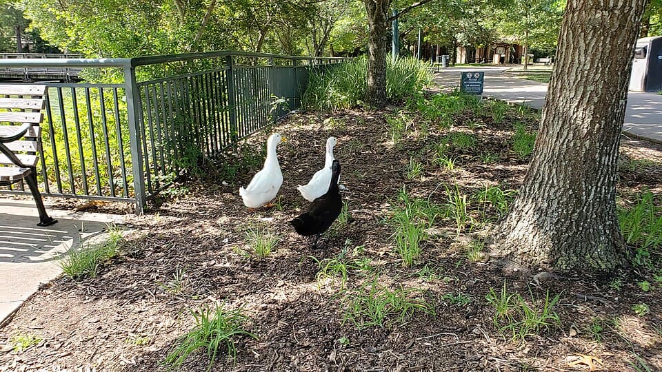 Puddles, a pekin duck available for adoption