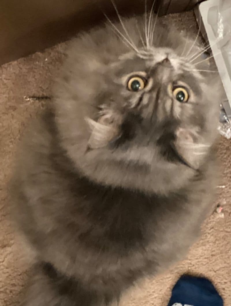 Pepper, a domestic shorthair cat available for adoption