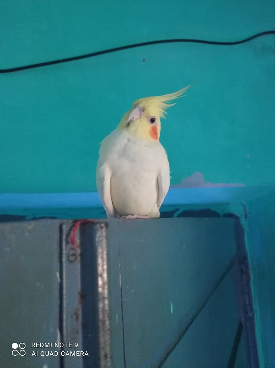Kiwi, a cockatiel available for adoption