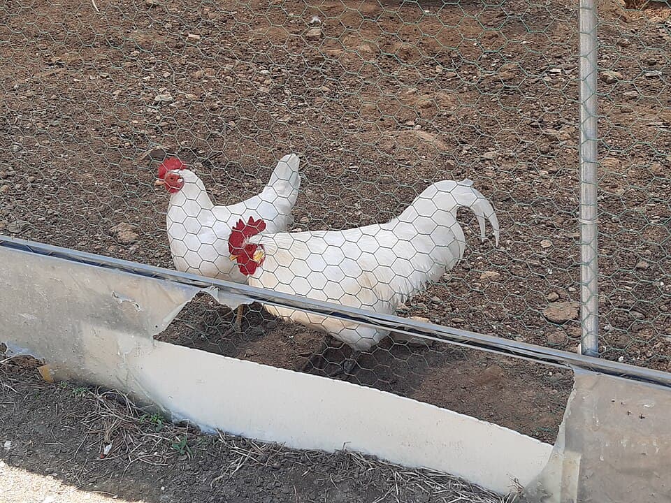 Clucky, a leghorn hen available for adoption
