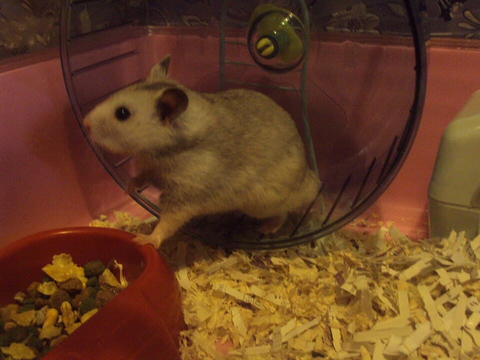Peaches, a syrian hamster available for adoption