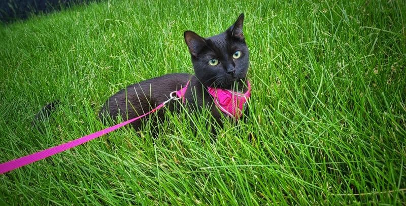 Michi, a tabby cat available for adoption