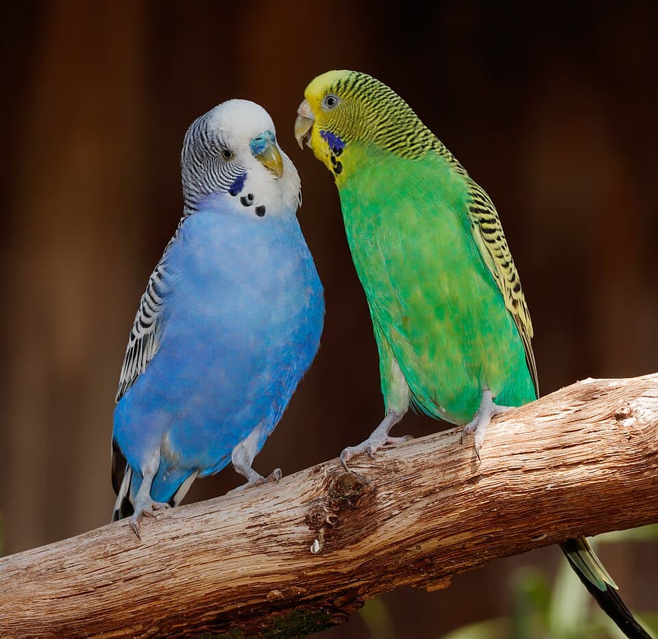 Sunny, a budgerigar available for adoption