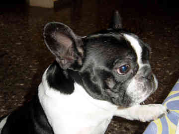 Charlie, a boxer mix dog available for adoption