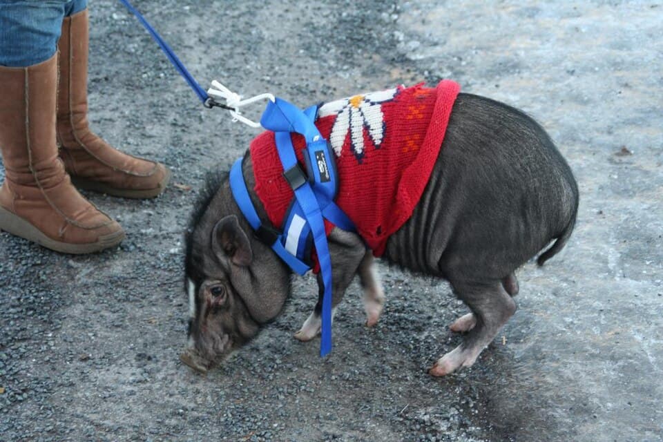 Porkchop, a pot-bellied pig available for adoption
