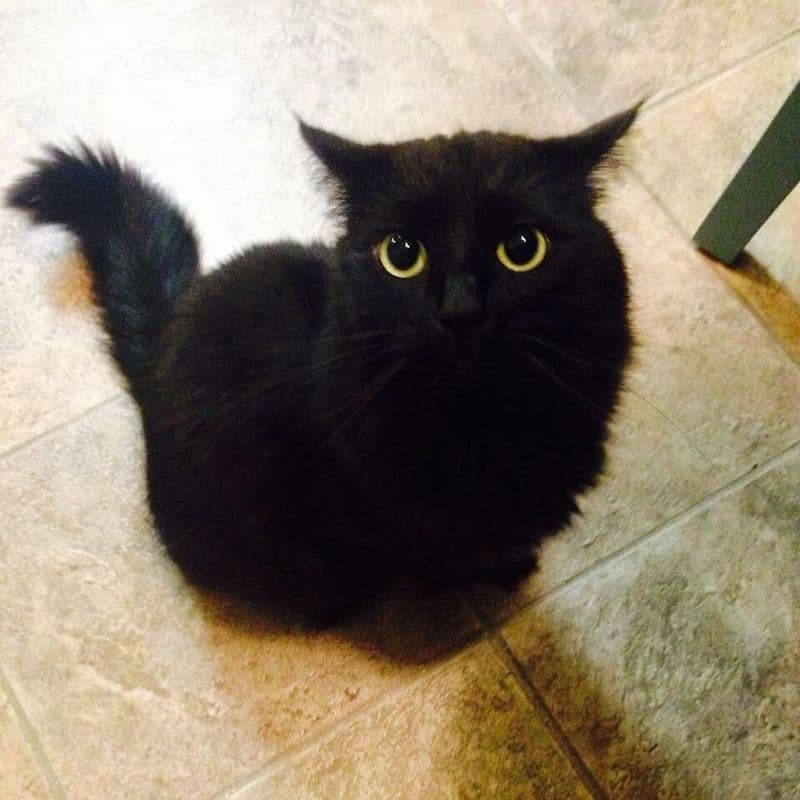 Smokey, a russian blue mix cat available for adoption