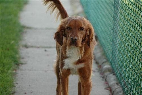 Koda, a labrador mix dog available for adoption