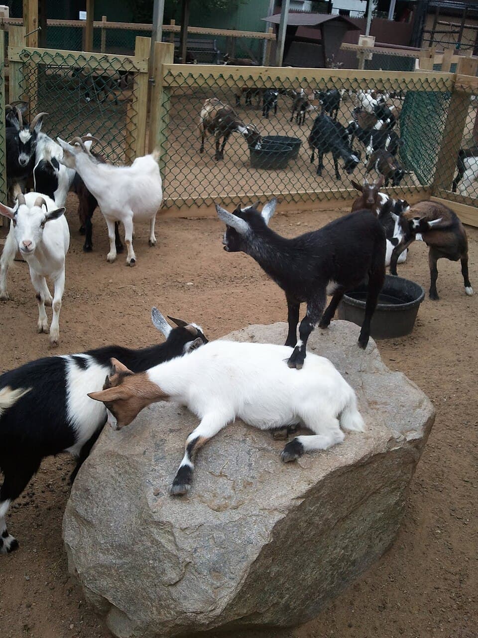 Clementine, a pygmy goat available for adoption