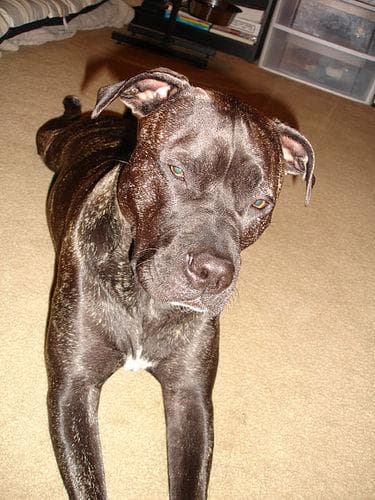 Lucy, a labrador mix dog available for adoption