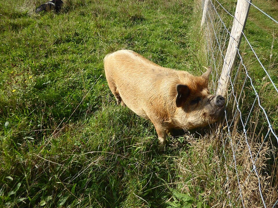 Truffle, a pot-bellied pig available for adoption