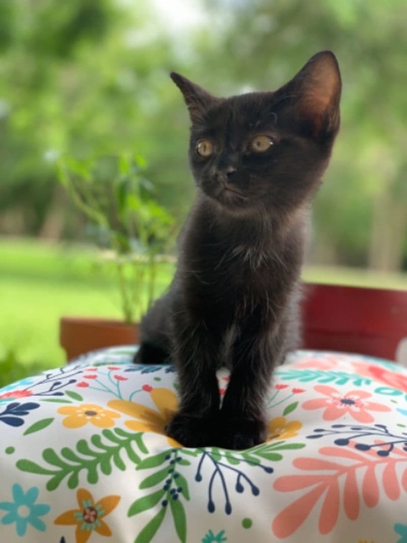 Pepper, a siamese mix cat available for adoption