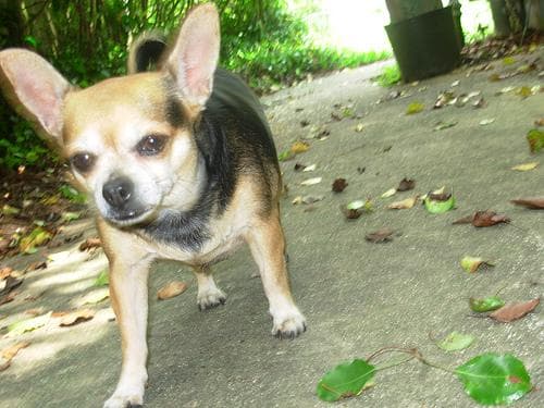 Milo, a chihuahua mix dog available for adoption