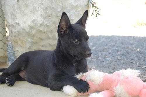 Ziggy, a german shepherd mix dog available for adoption