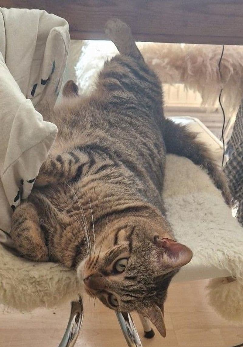 Onyx, a domestic shorthair cat available for adoption